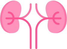 Kidney Health: Sustaining Life’s Hidden Pillars