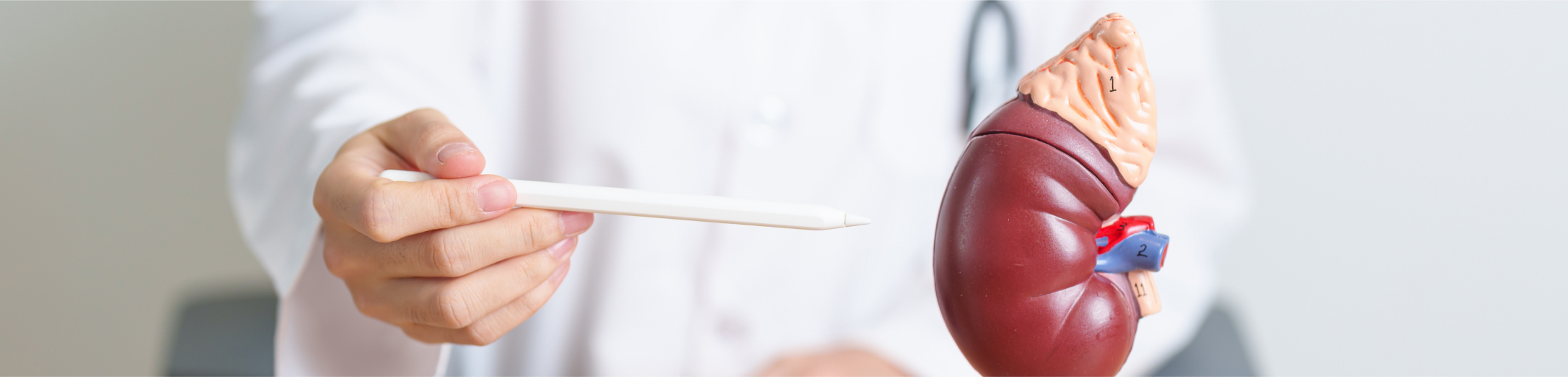 Kidney Health: Sustaining Life’s Hidden Pillars